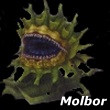 Molbor